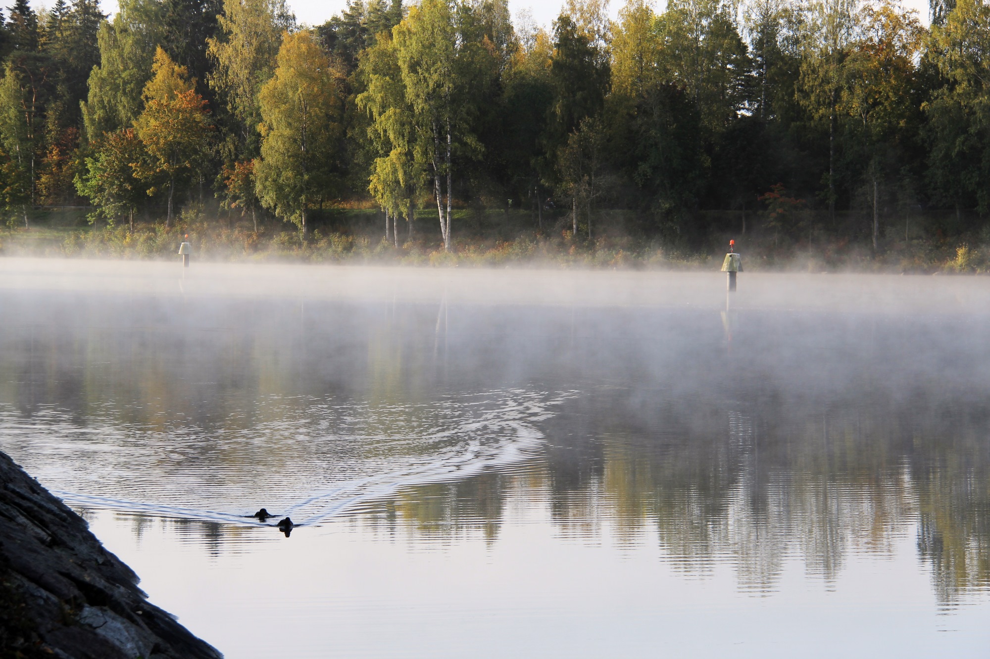 Usvainen Saimaan kanava, etualalla kaksi vesilintua uimassa.